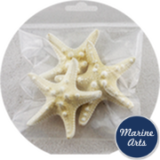 8988-P8 - Craft Pack - Sea Bleached Knobbly Starfish